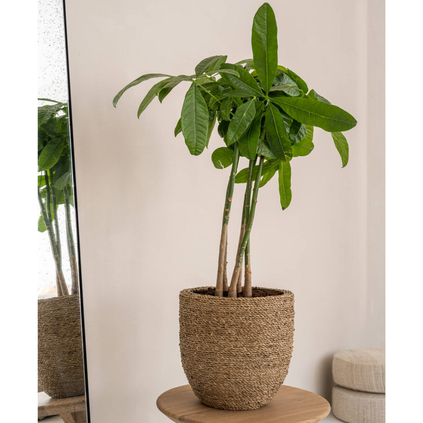 Cody wicker flower pot Ø33