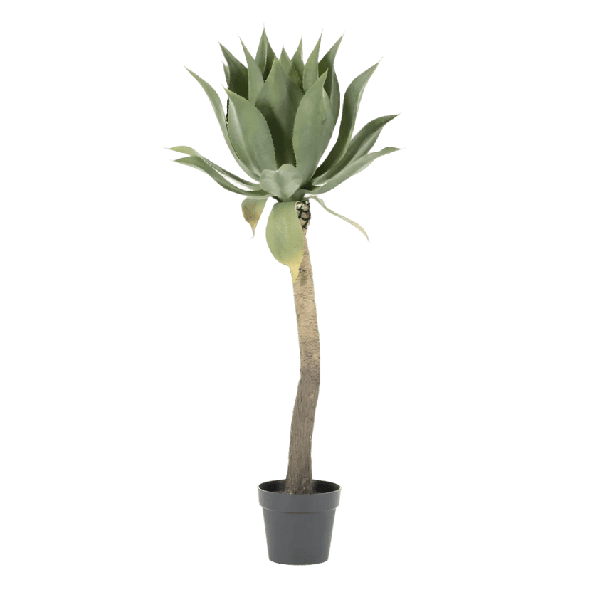 Agave on stem 122cm