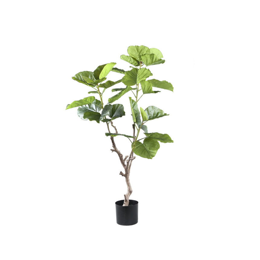 Ficus Tree műnövény