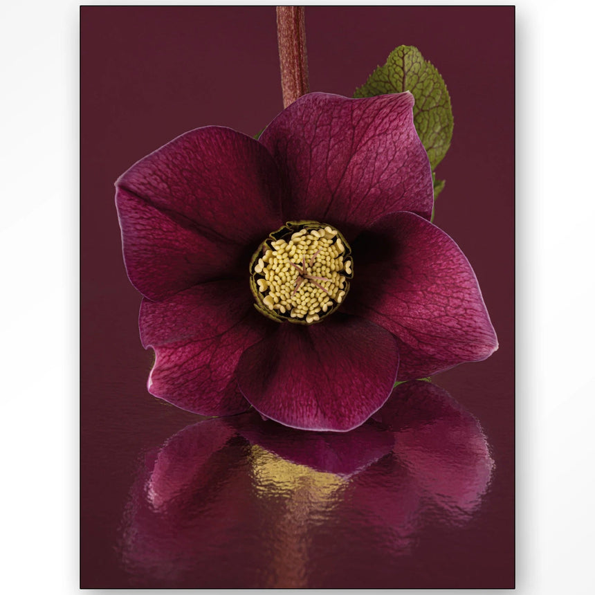 Gifts Of Nature design canvas print