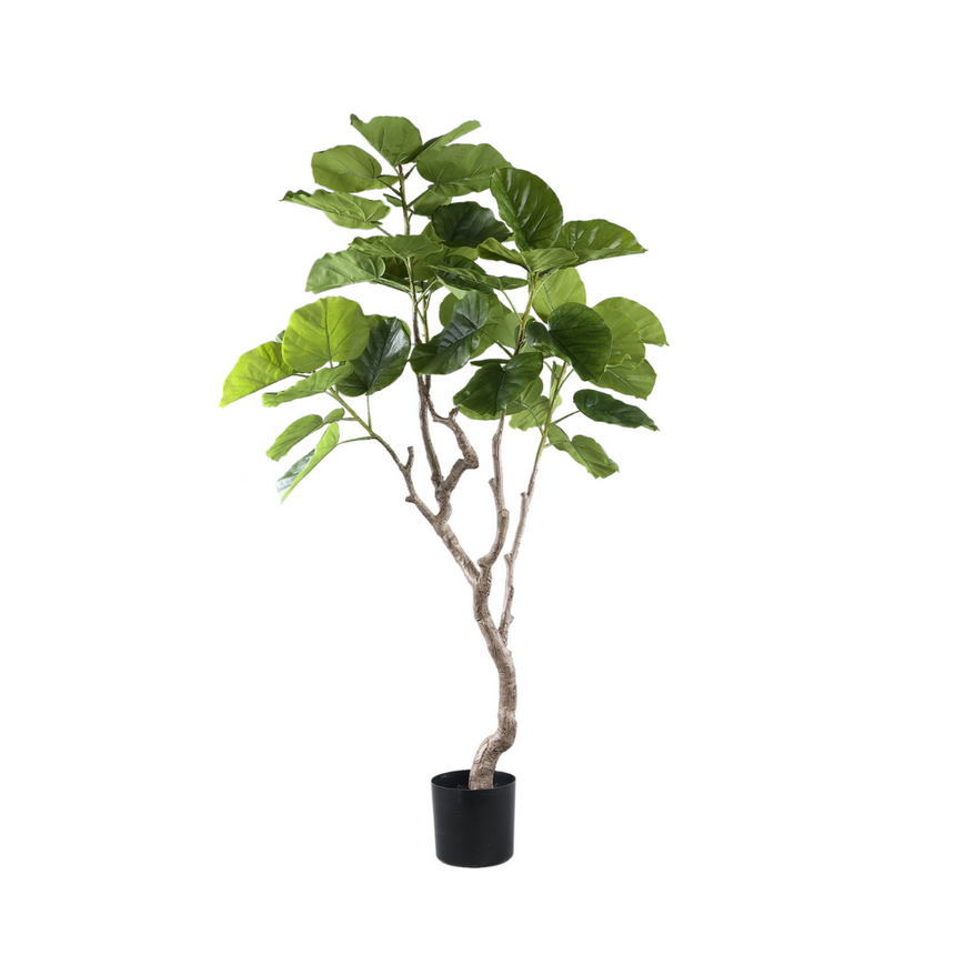 Ficus Tree műnövény