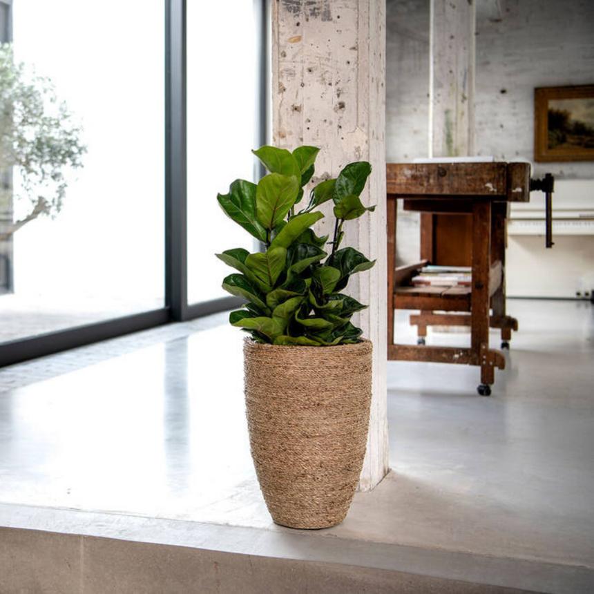 Ficus Lyrata műnövény