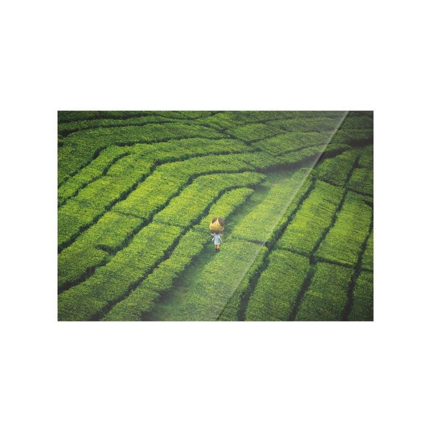 Tote Pengalengan dizájn falikép