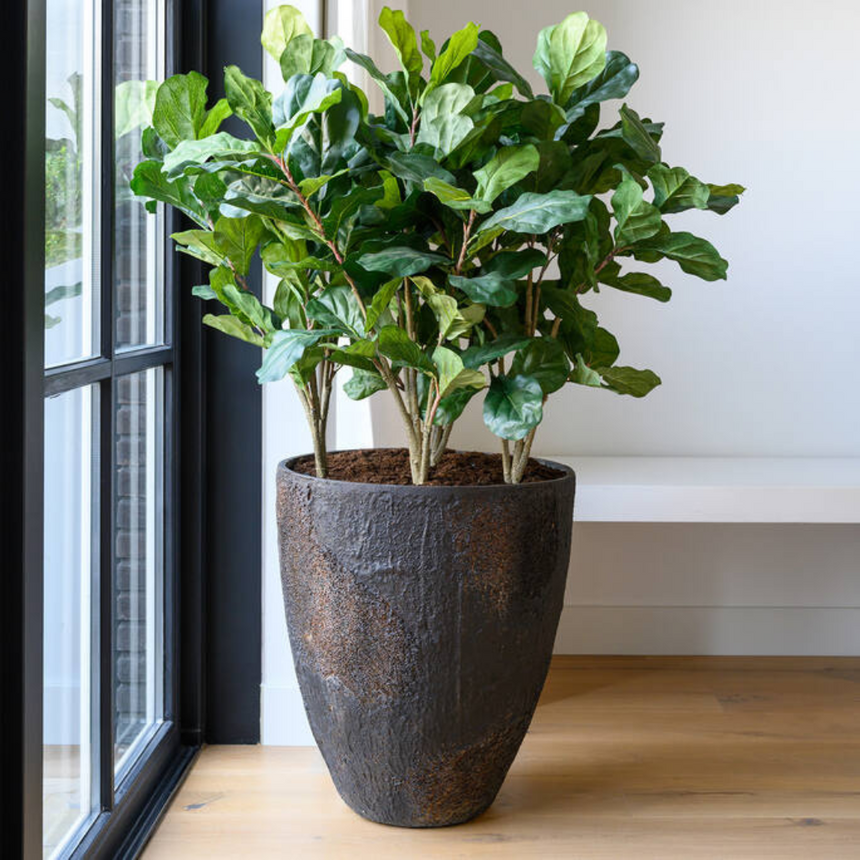 Ficus Lyrata műnövény