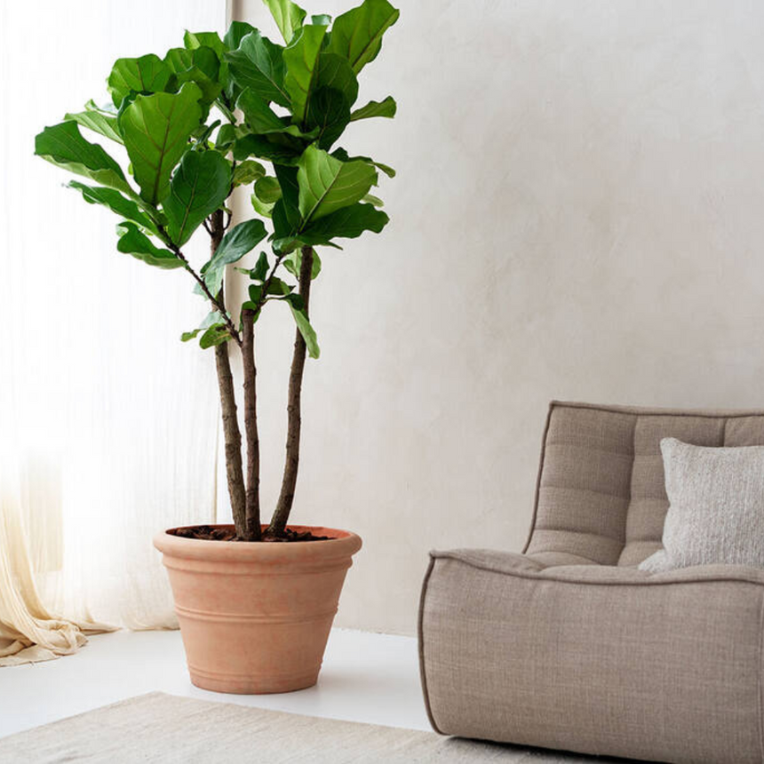 Ficus Lyrata műnövény