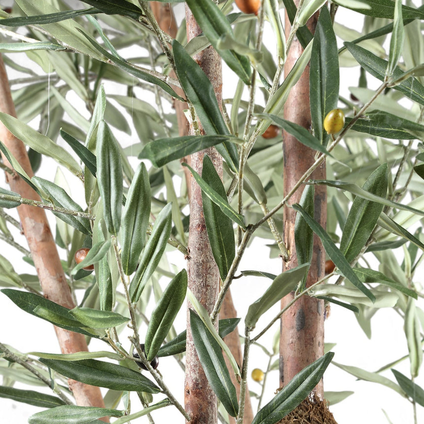 Olive Tree műnövény