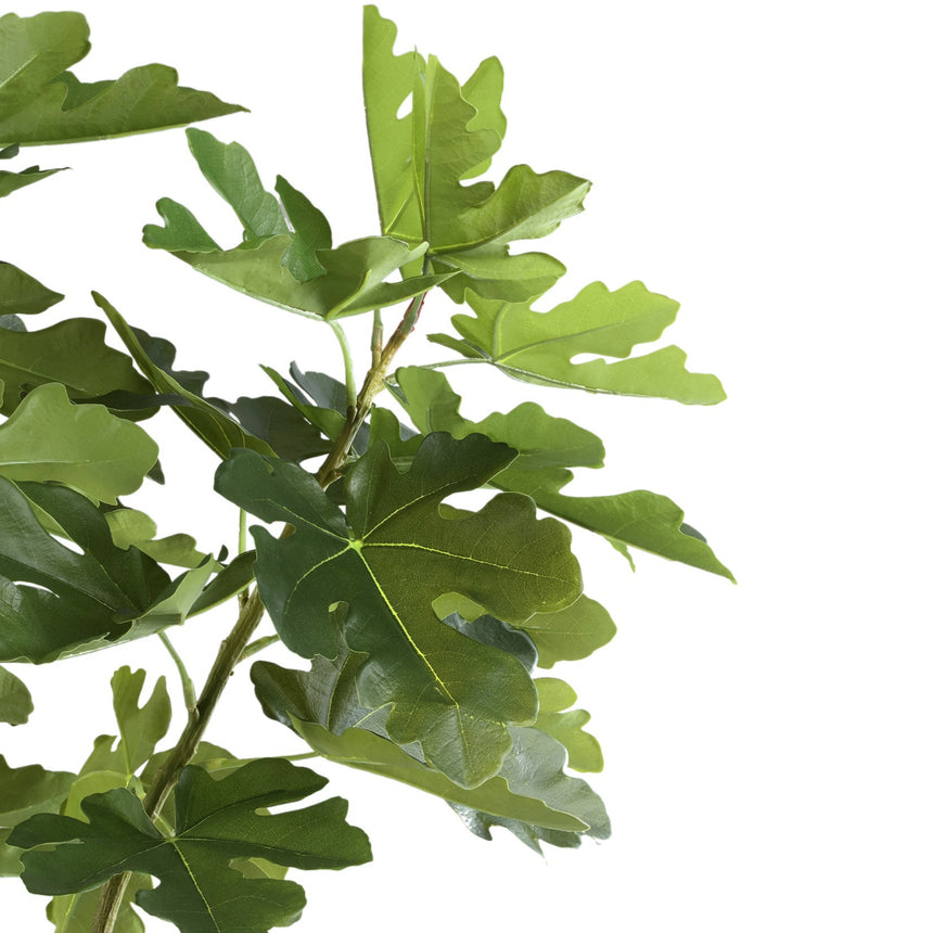 Fig Tree műnövény