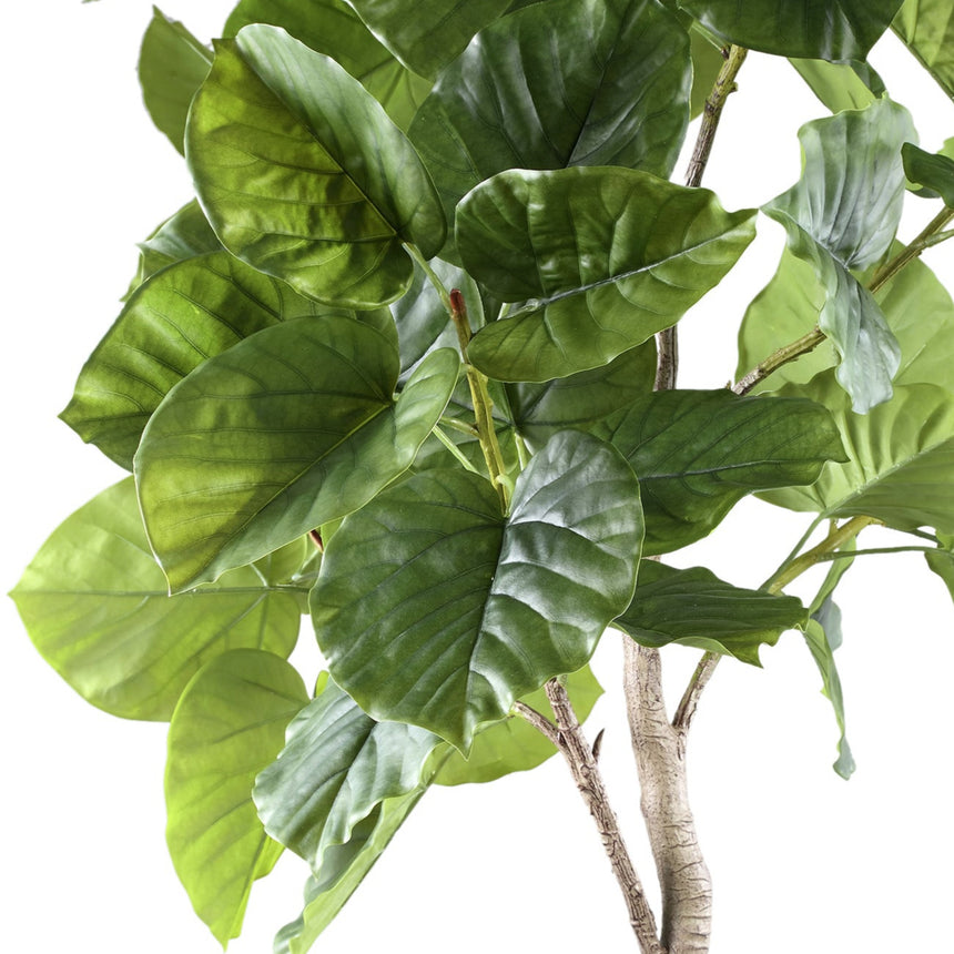 Ficus Tree műnövény