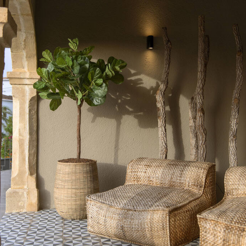 Ficus Lyrata műnövény