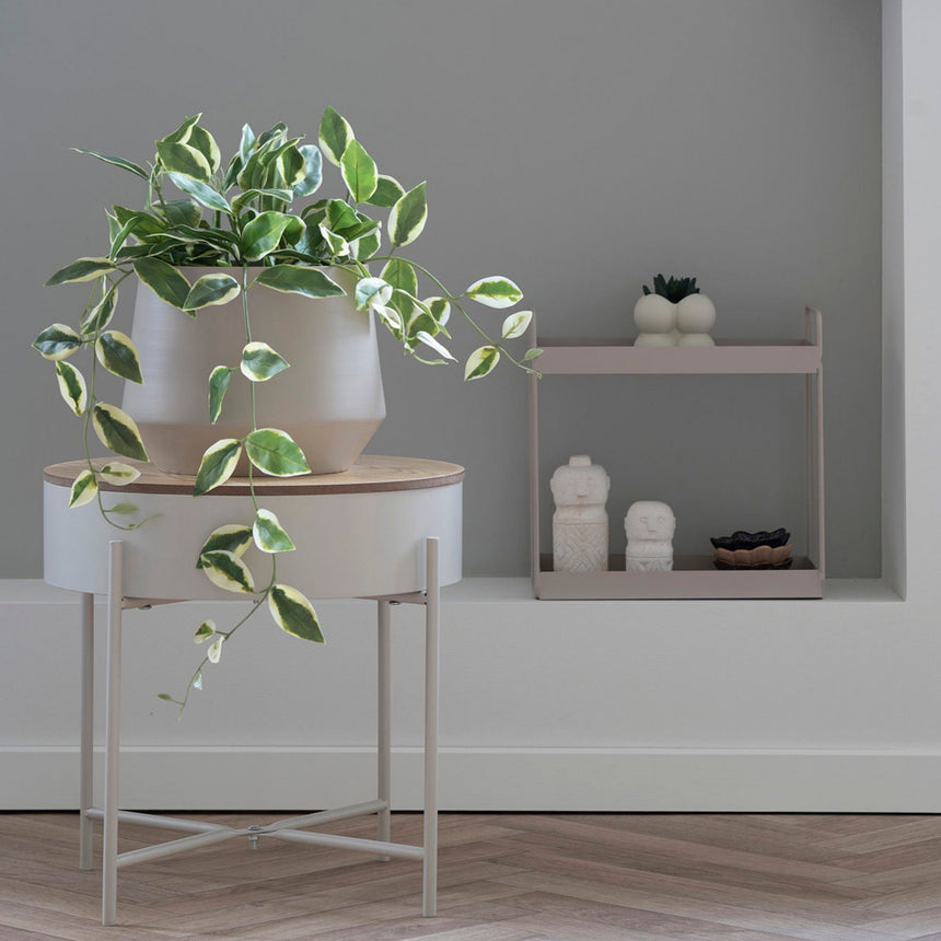 Hoya Carnosa műnövény