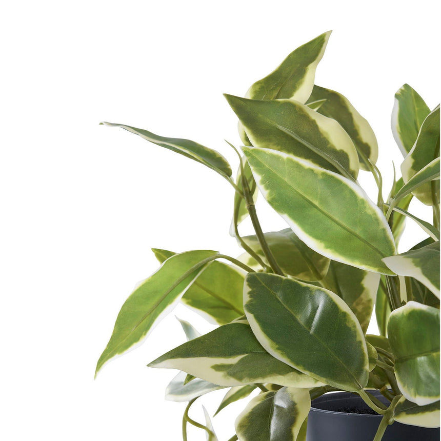 Hoya Carnosa műnövény