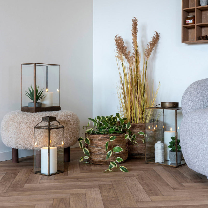 Hoya Carnosa műnövény