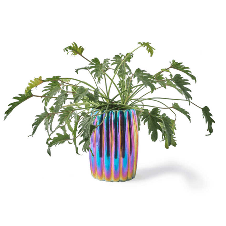 Curvy ceramic flower pot