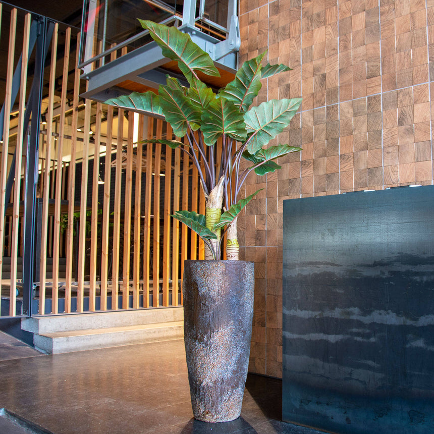 Alocasia műnövény