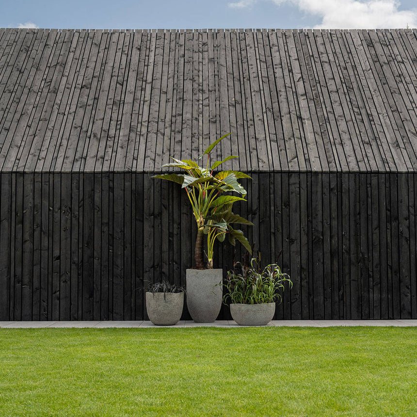 Alocasia műnövény