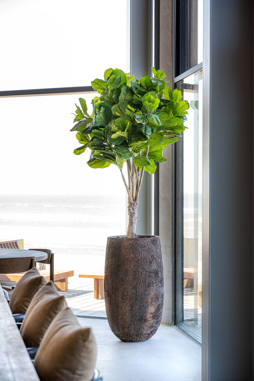 Ficus Lyrata műnövény