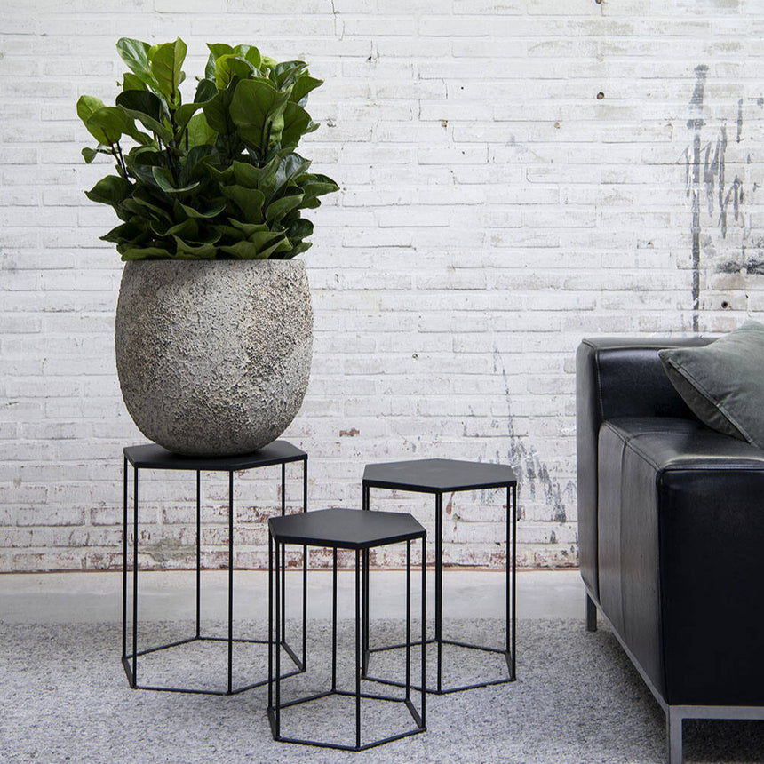 Ficus Lyrata műnövény