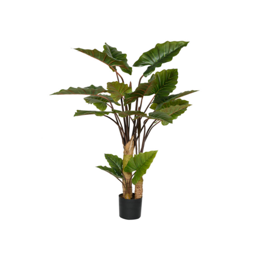 Alocasia műnövény