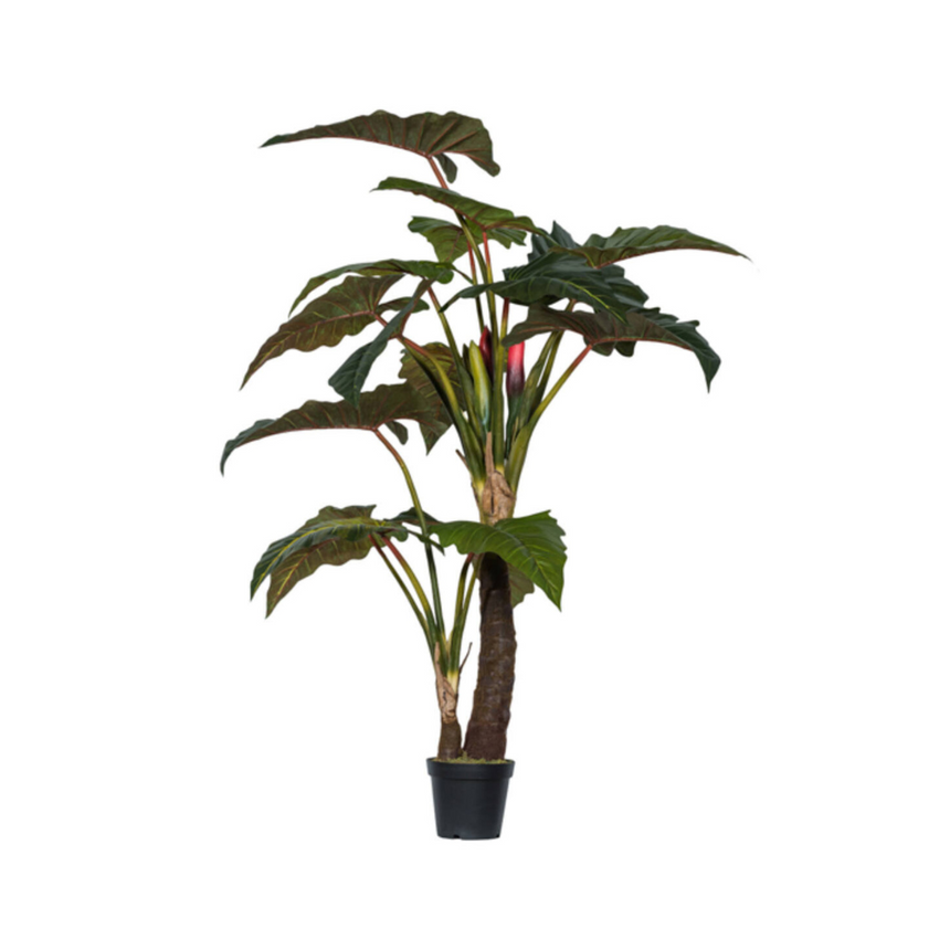 Alocasia műnövény