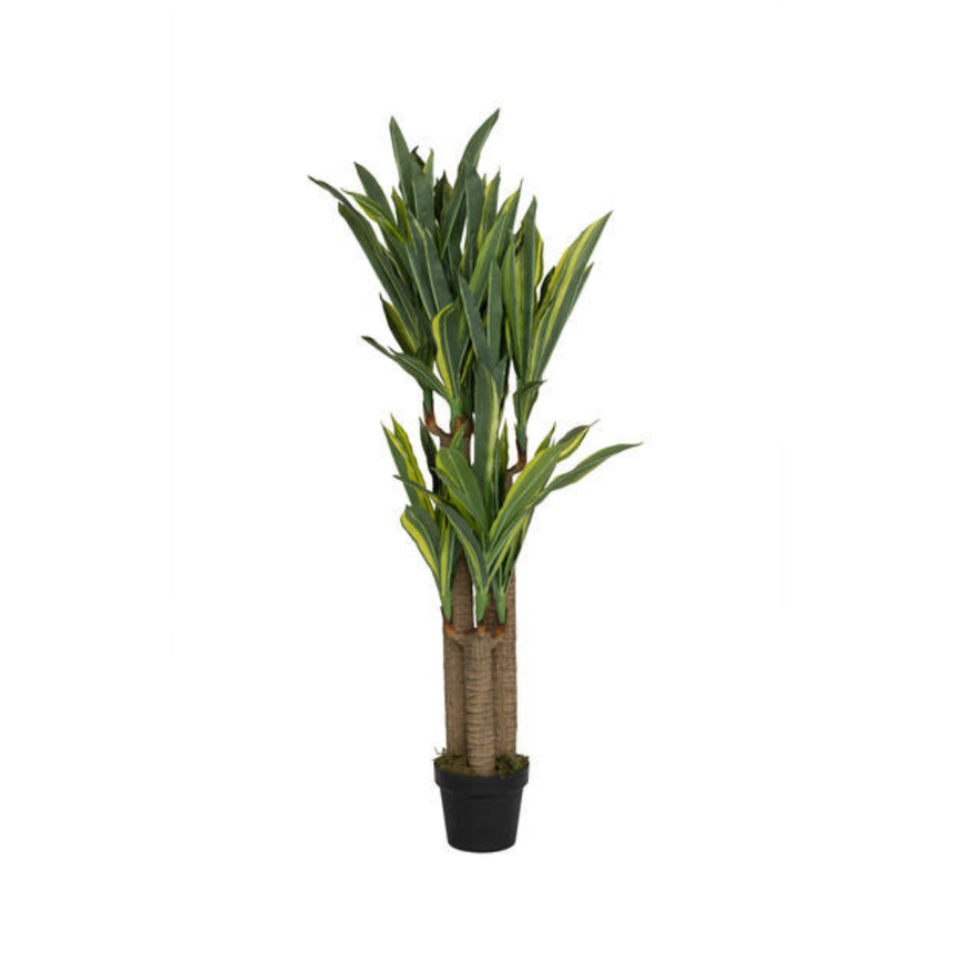 Dracena műnövény