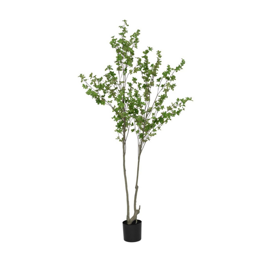 Enkianthus perulatus műnövény