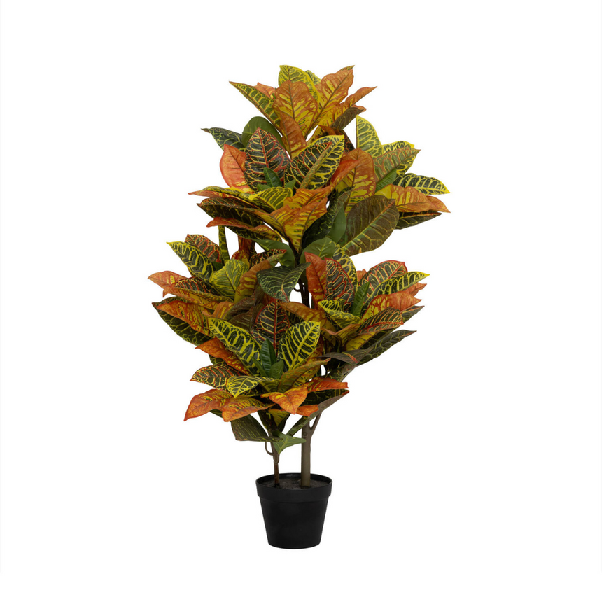 Codiaeum műnövény