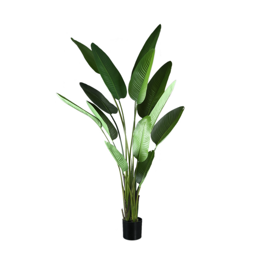 Strelitzia műnövény