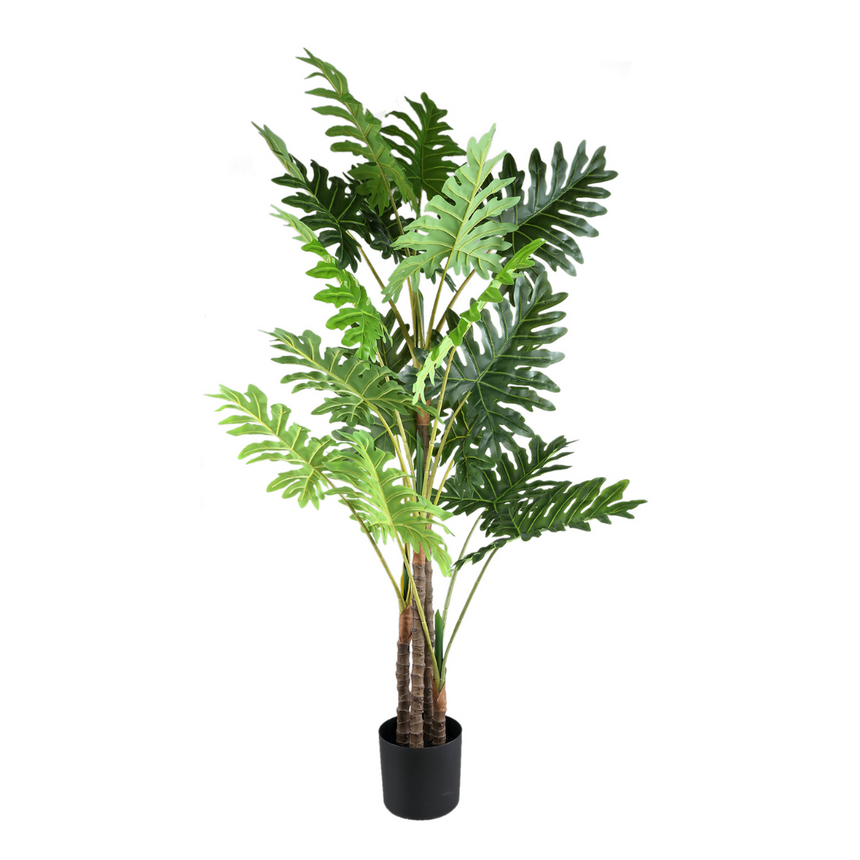Philodendron műnövény