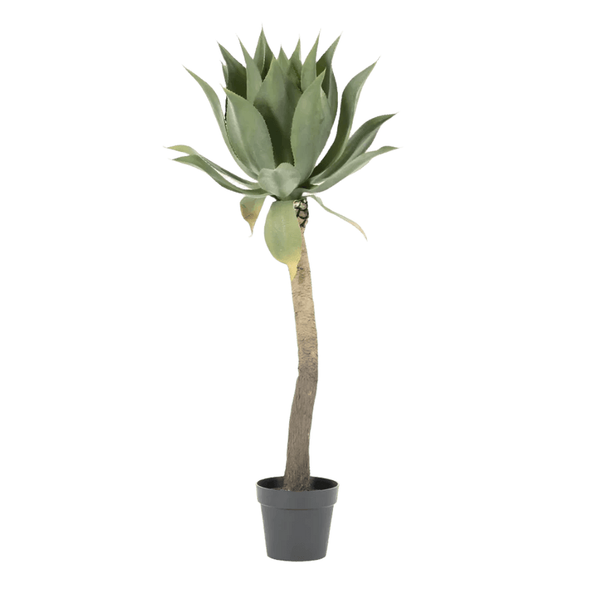 Agave on stem 122cm