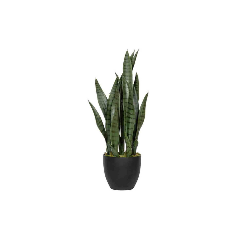 Sansevieria műnövény