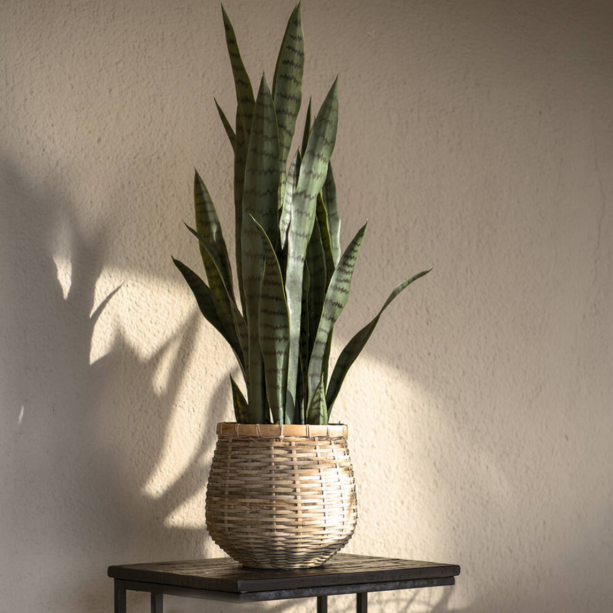 Sansevieria műnövény