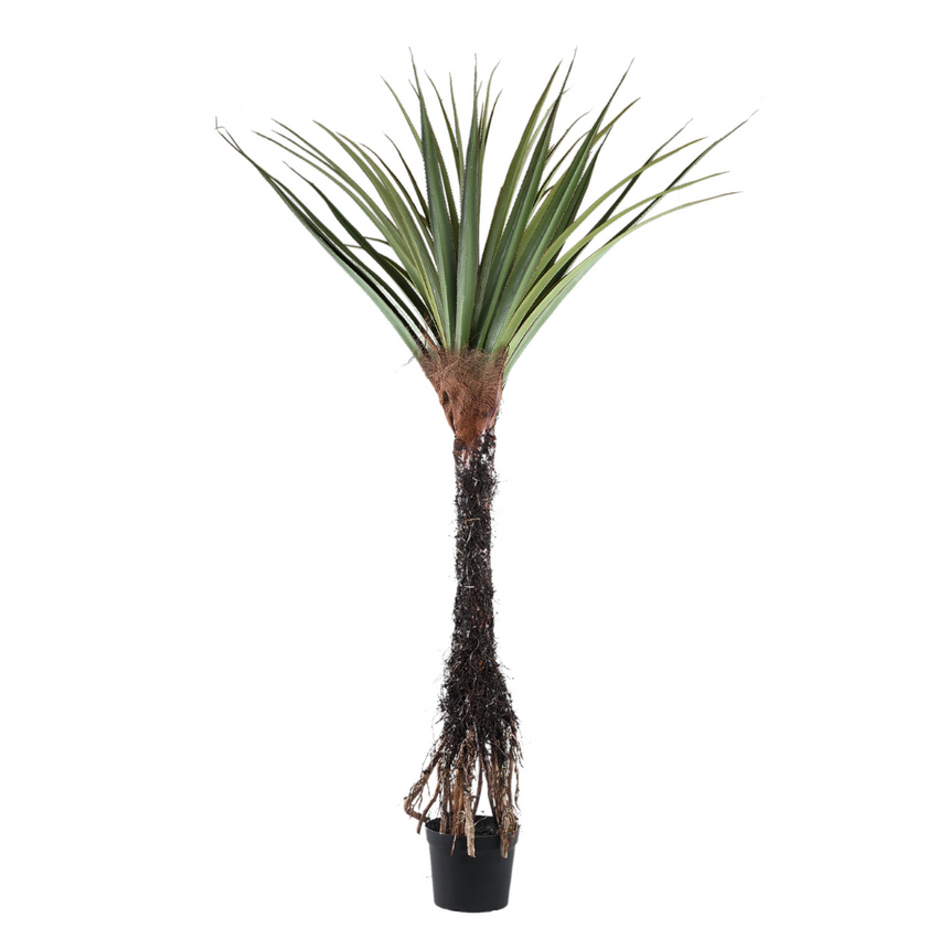 Pandanus Tree műnövény