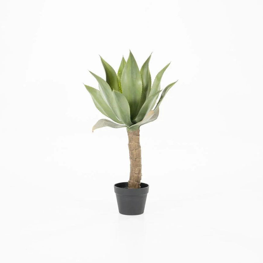 Agave on stem 81.5cm