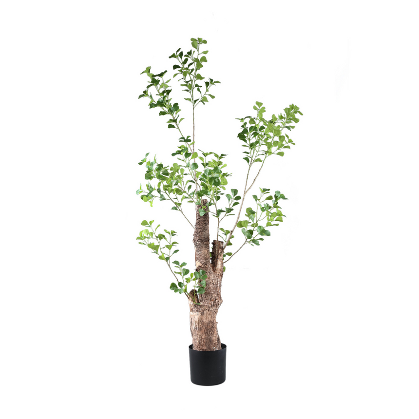 Triangularis Tree műnövény