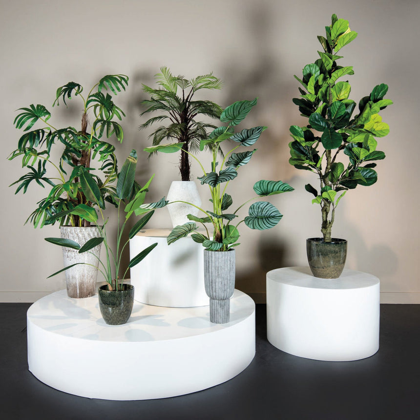 Ficus Lyrata műnövény