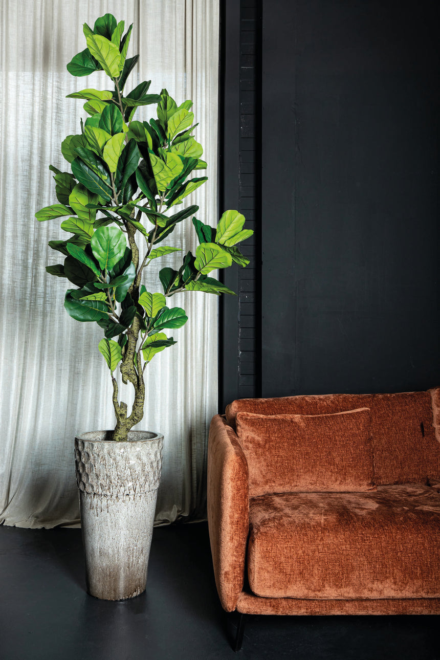 Ficus Lyrata műnövény