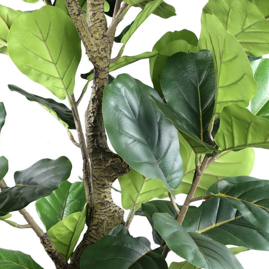 Ficus Lyrata műnövény