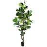 Ficus Lyrata műnövény