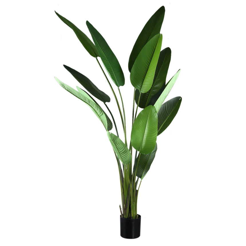 Strelitzia műnövény