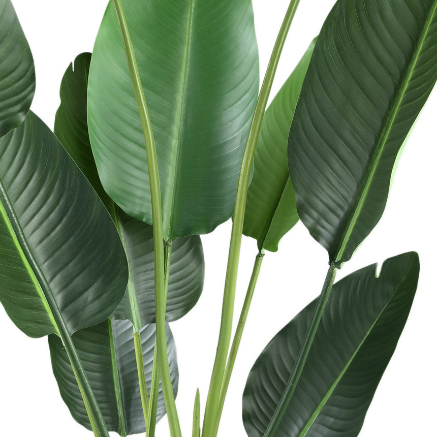 Strelitzia műnövény
