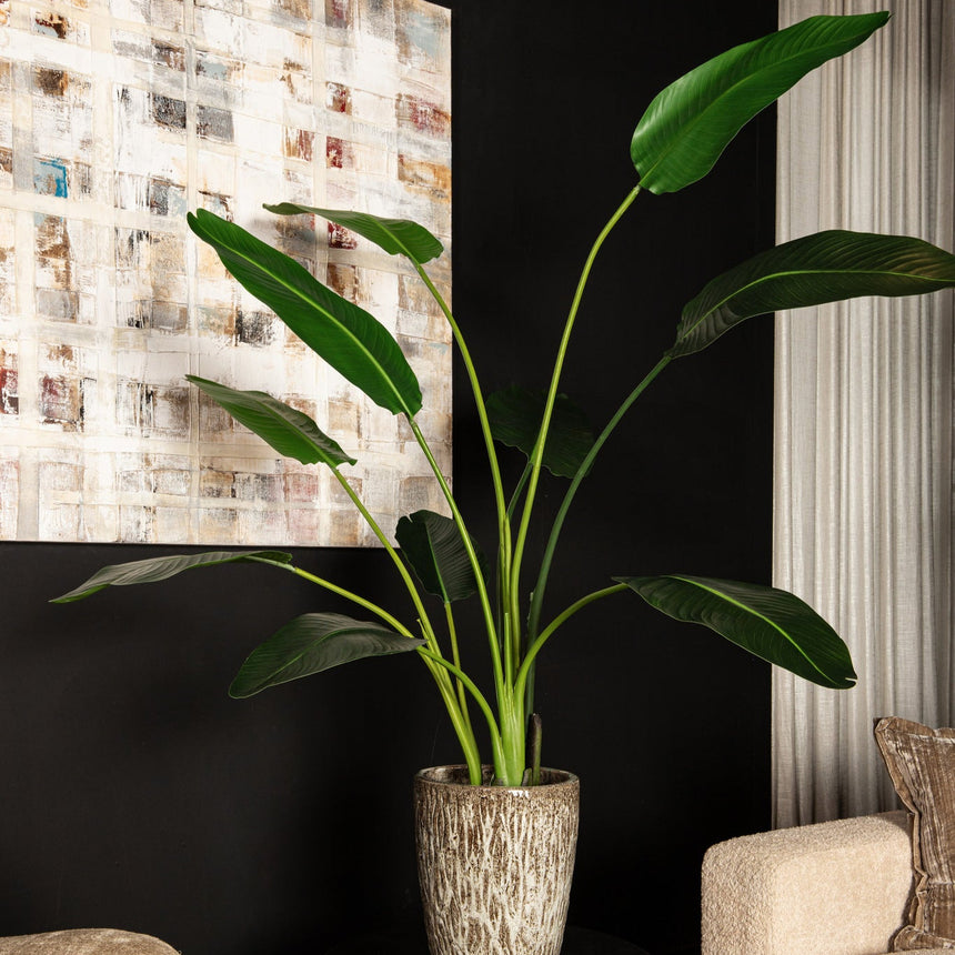 Strelitzia műnövény