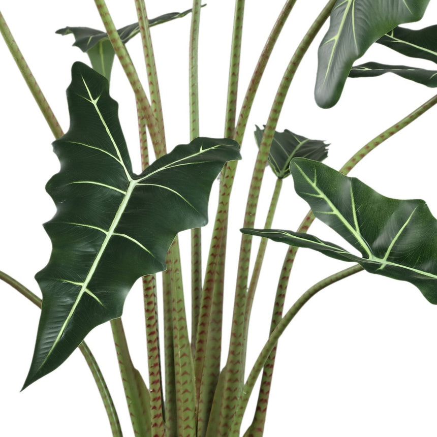 Alocasia műnövény