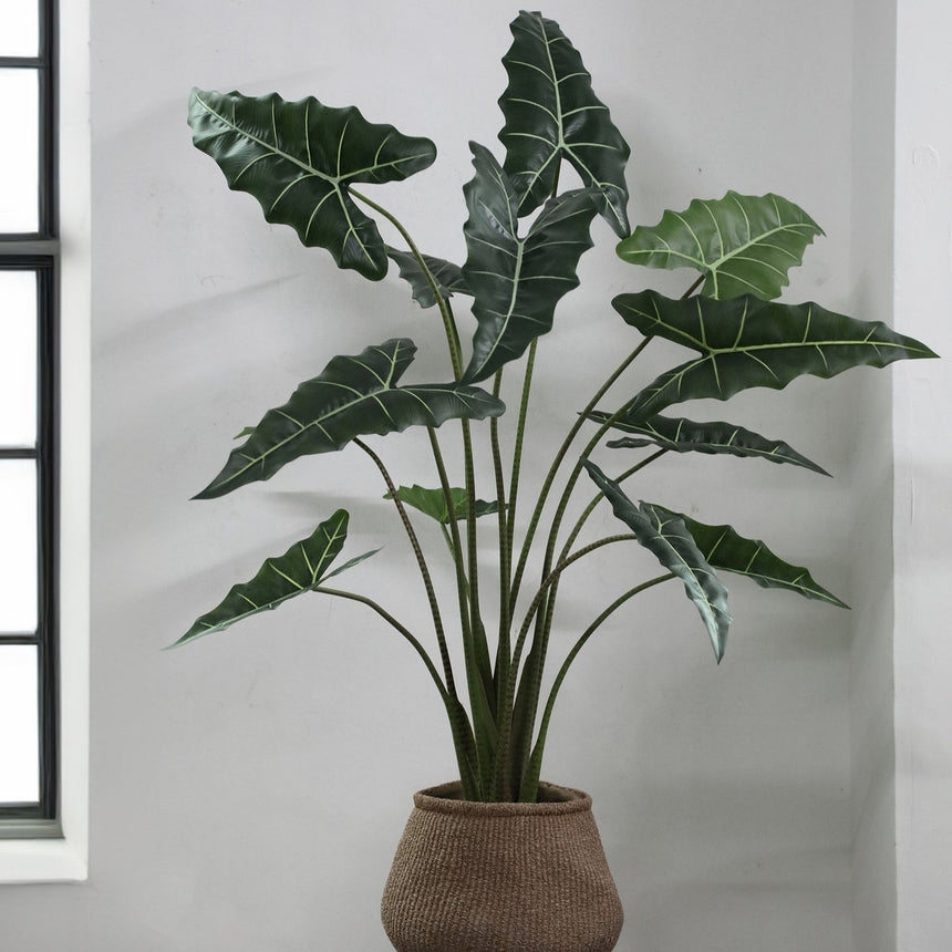 Alocasia műnövény