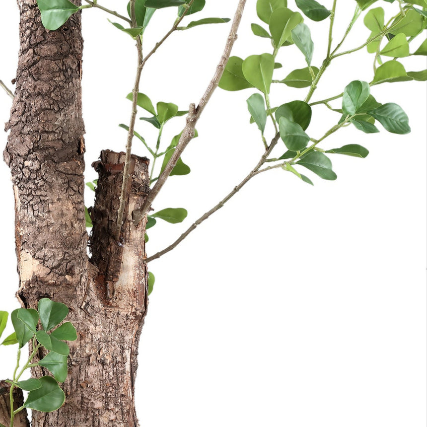 Triangularis Tree műnövény