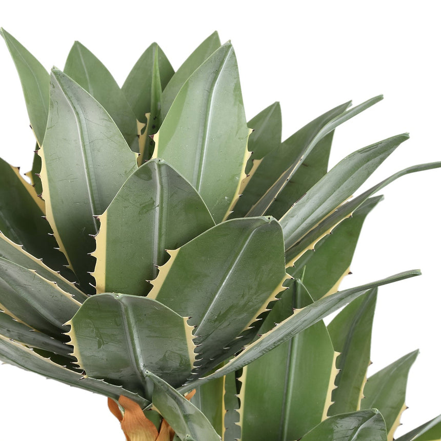 Agave műnövény