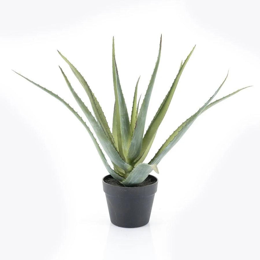 Aloe Vera műnövény