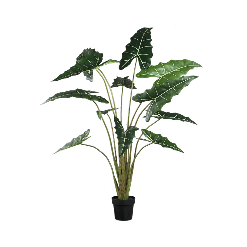 Alocasia műnövény