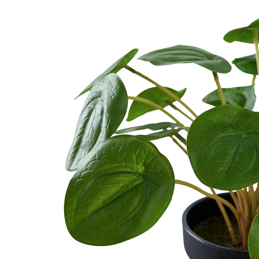 Pilea műnövény