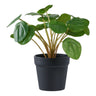 Pilea műnövény