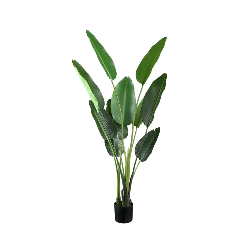 Strelitzia műnövény